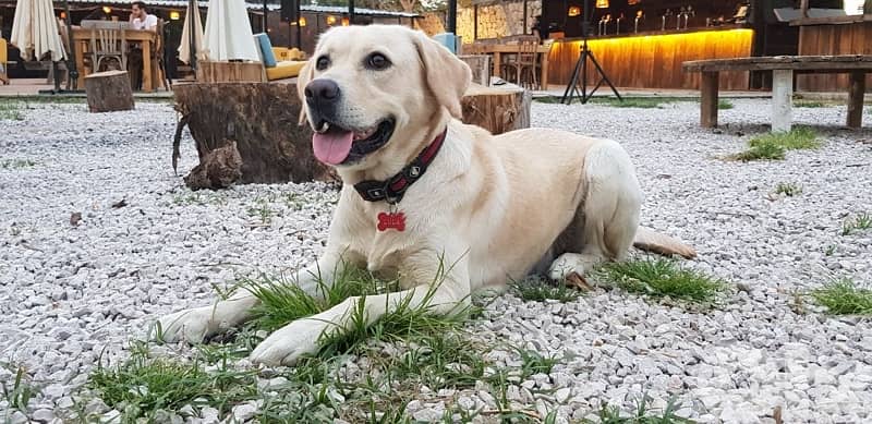 amazing Labrador 9yo to give 0