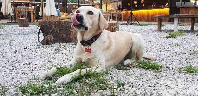 amazing Labrador 9yo to give 1
