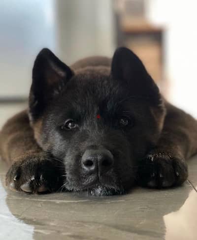 Unique American Akita puppy imported available in store & delivery Dog
