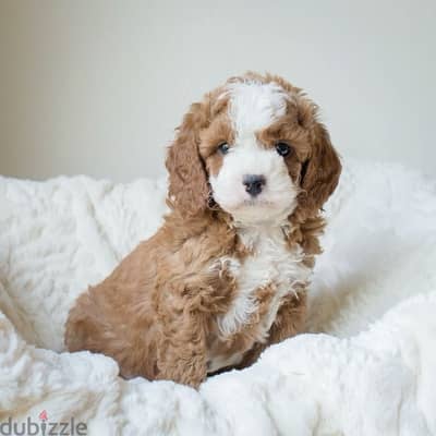 toy cavapoo puppy imported red brown and white
