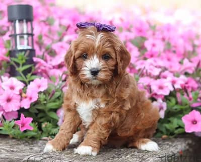 Cavapoo toy Imported delivery