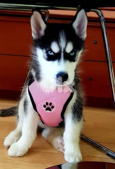Black & white Siberian Husky high quality in store! DELIVERY dog كلاب