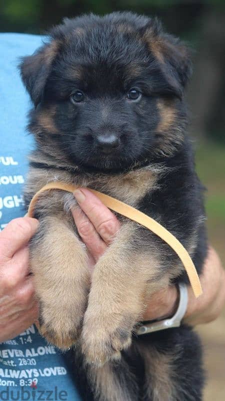 Purebred German Shepherd Showline Puppies/ dog كلاب 0