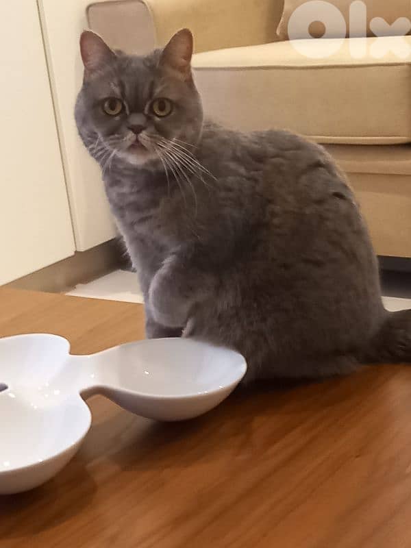 Free Car For Adoption 5