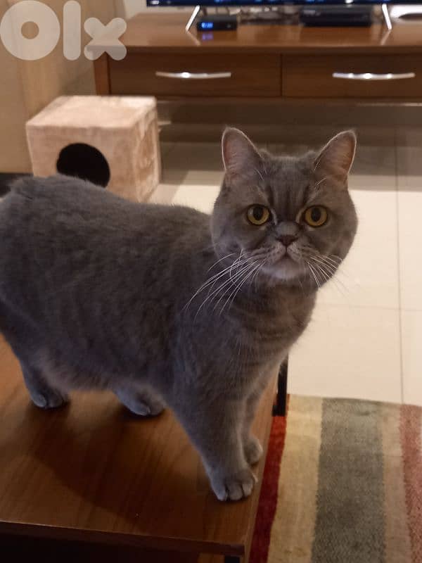 Free Car For Adoption 4