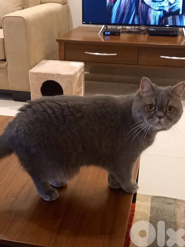 Free Car For Adoption 2