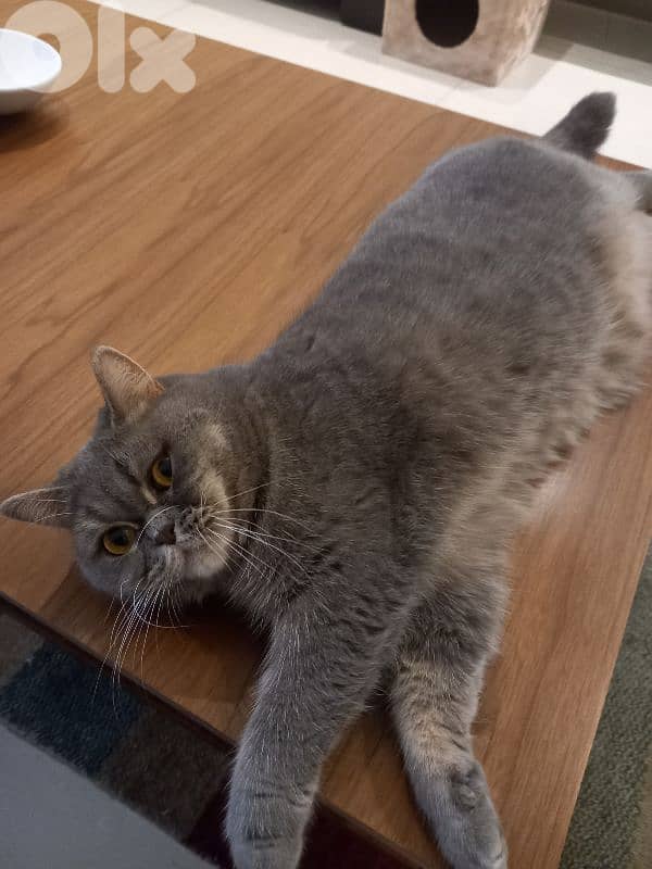 Free Car For Adoption 3