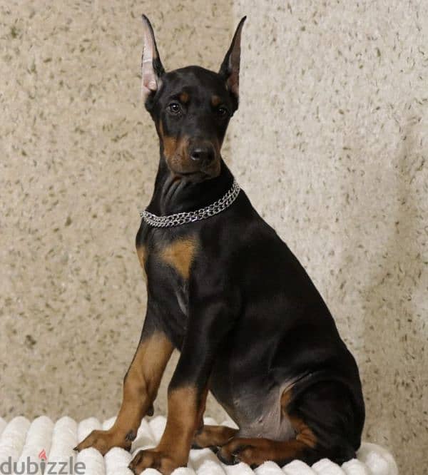 Imported European Doberman 0