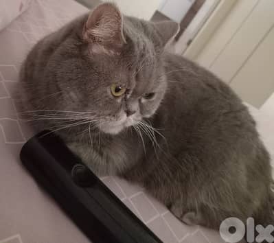 Free Car For Adoption