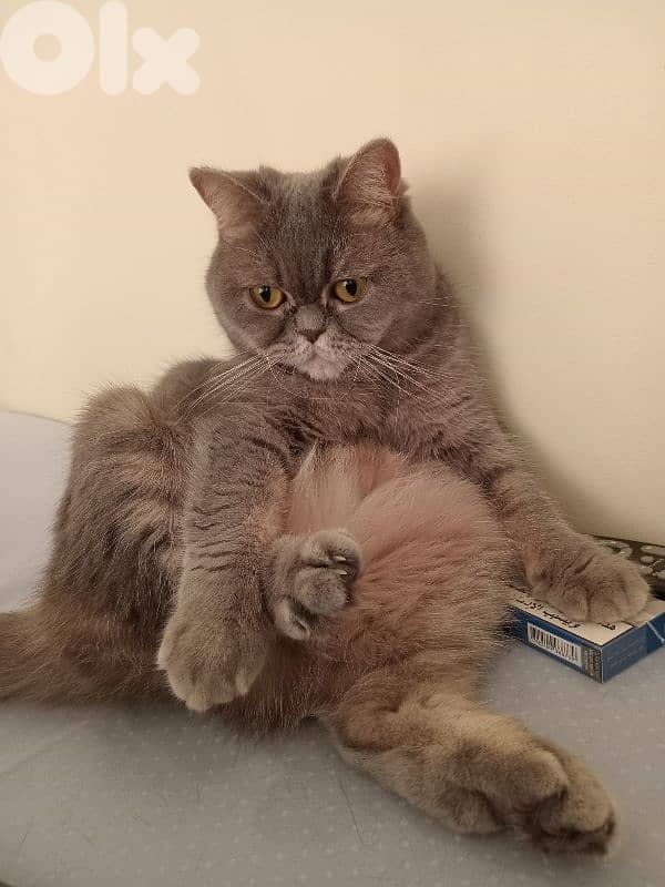 Free Car For Adoption 1