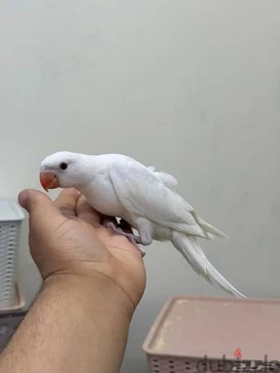 فرخ ببغاء دره ابيض اليف