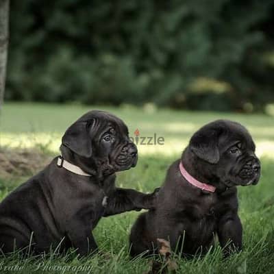 Italian Mastiff Cane Corso Puppies/ dog كلاب