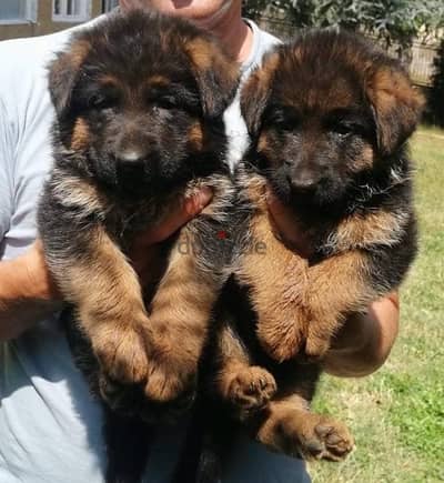 Impressive German Shepherd high quality showline puppy Dog Dlvry كلاب