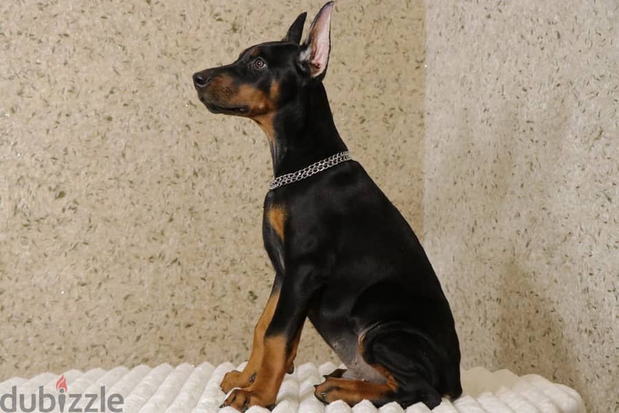 Imported European Doberman 1