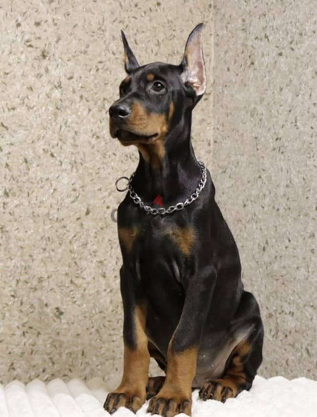 Imported European Doberman 2