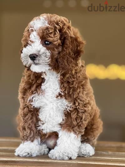 imported Mini Labradoodle puppy