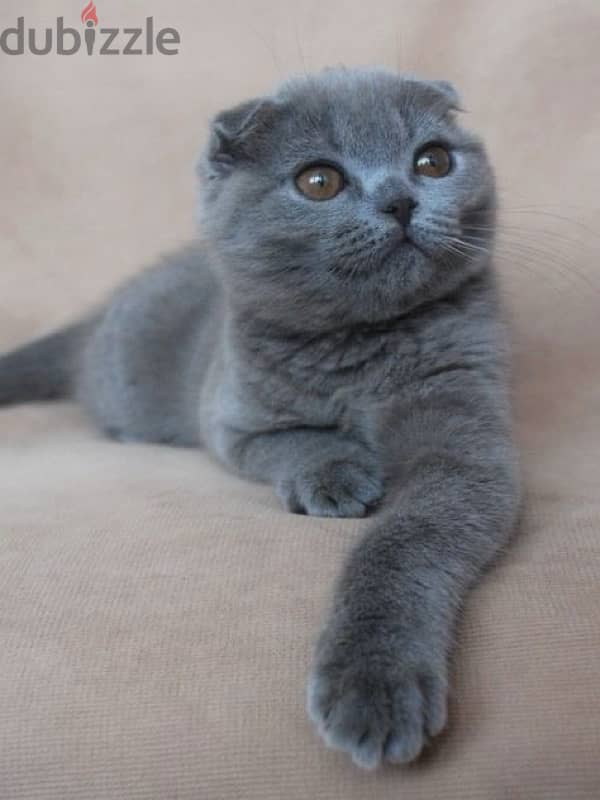Scottish fold kitten 0