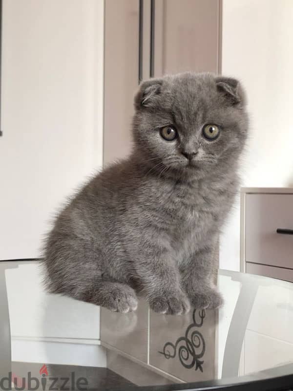 scottish fold blue Kitten delivery available 0