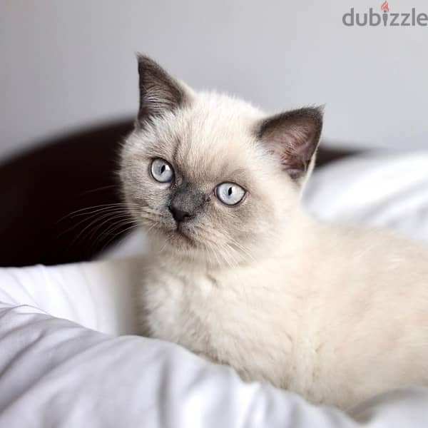 British blue point Kitten plus delivery 0