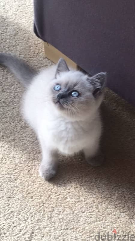 british blue point kitten delivery 0