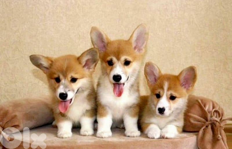 European Pembroke Welsh Corgi 2