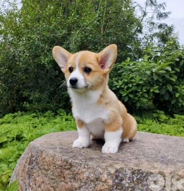 European Pembroke Welsh Corgi 3