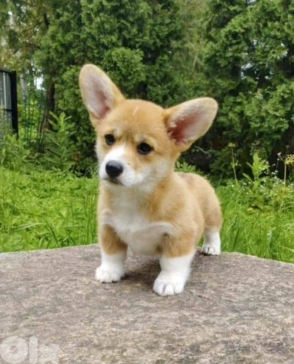 European Pembroke Welsh Corgi 4