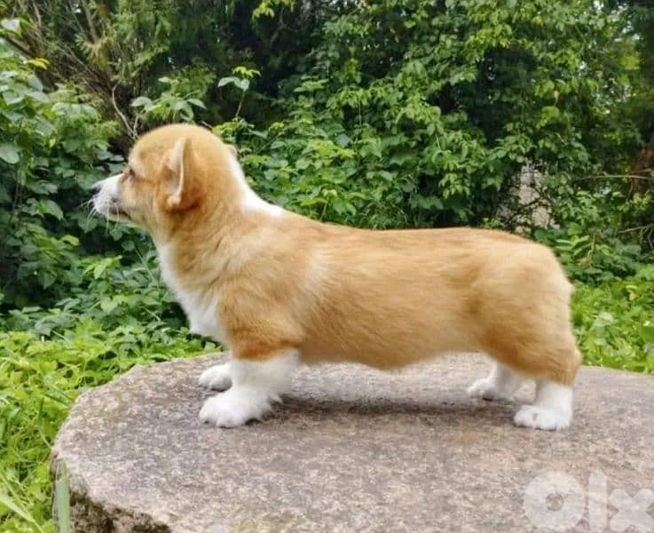 European Pembroke Welsh Corgi 5