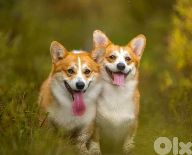 European Pembroke Welsh Corgi 6