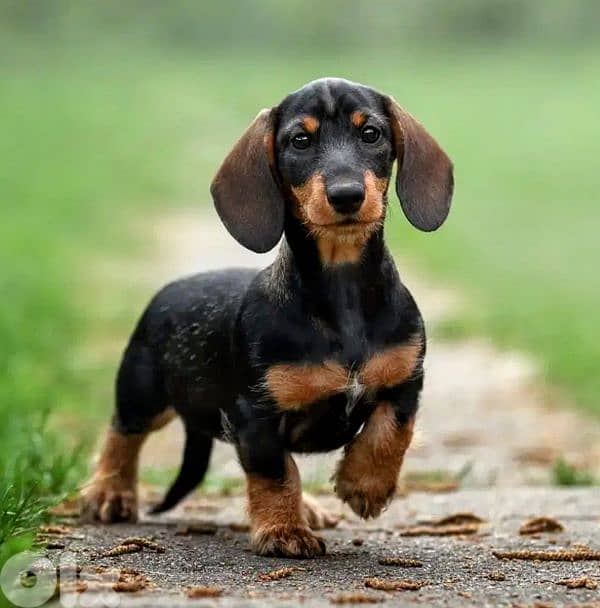 European Miniature Dachshund 0