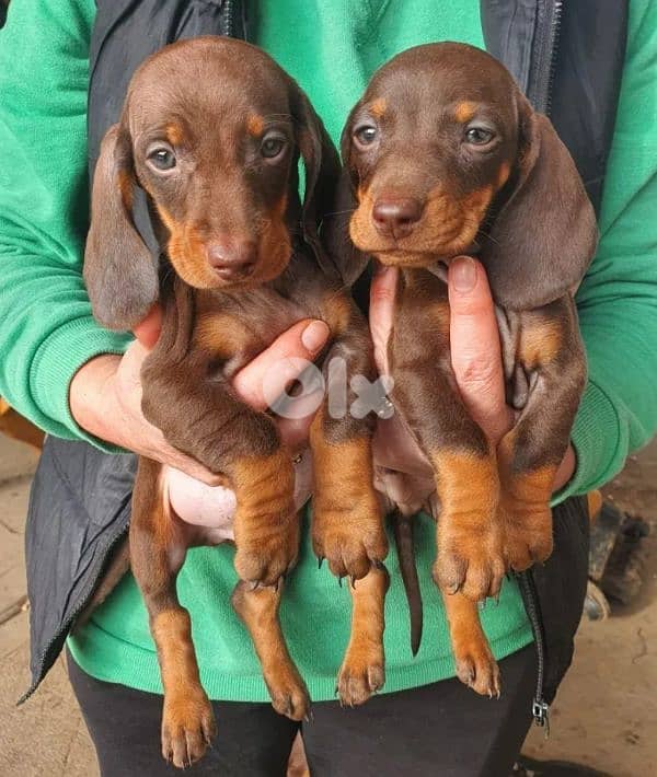 European Miniature Dachshund 2