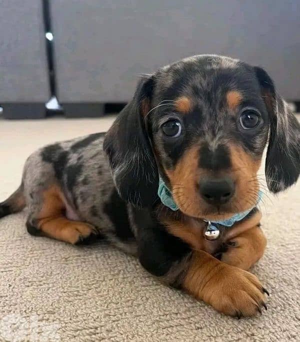 European Miniature Dachshund 3