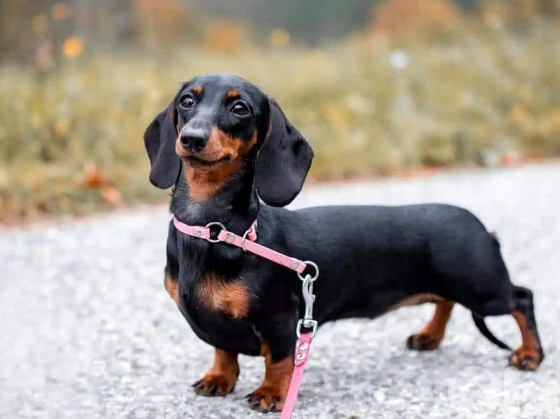 European Miniature Dachshund 4