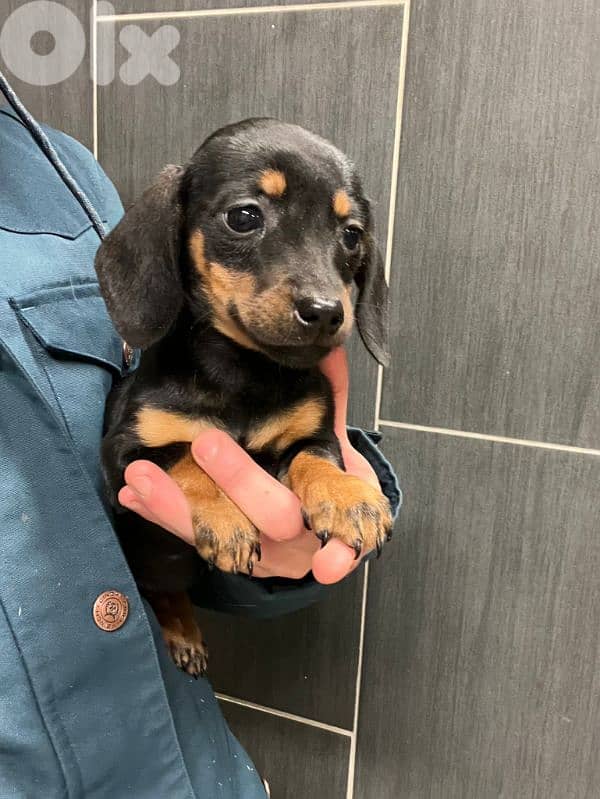 European Miniature Dachshund 6