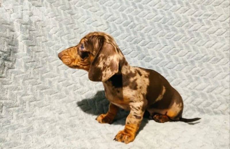 European Miniature Dachshund 7