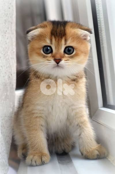 Special Scottish Fold Golden Chinchilla Kitten/ cat dog