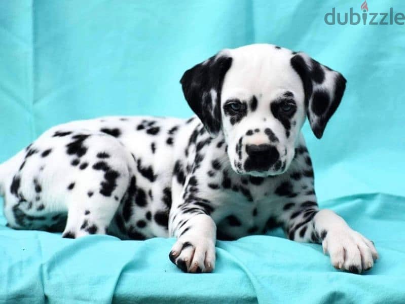 European Dalmatian 0