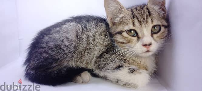 cat hibrid