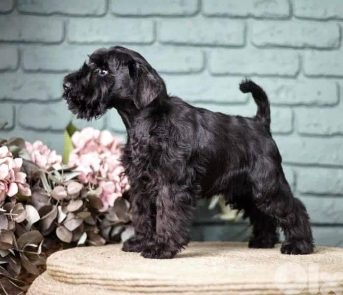 European Miniature Schnauzer 0