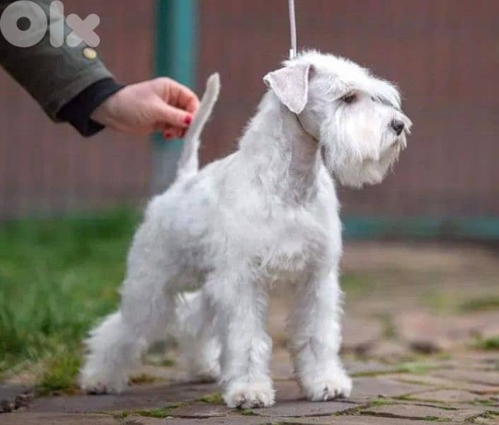 European Miniature Schnauzer 1