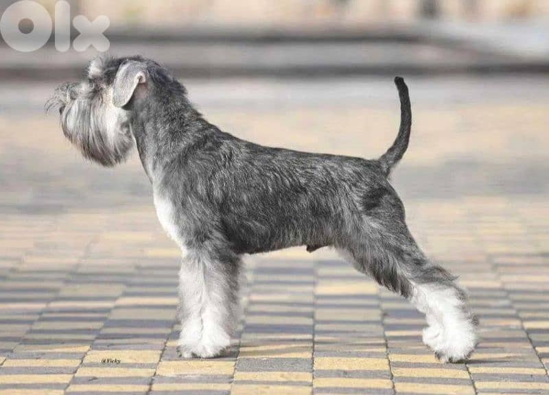European Miniature Schnauzer 2