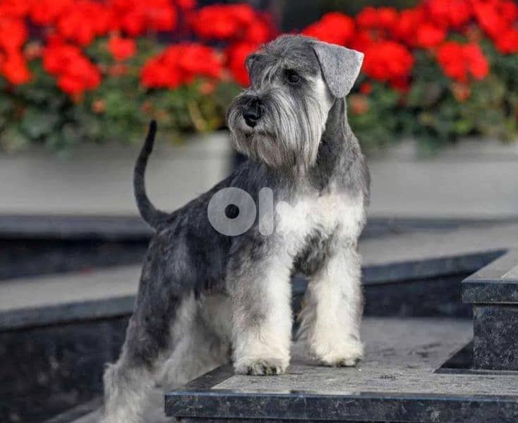 European Miniature Schnauzer 3