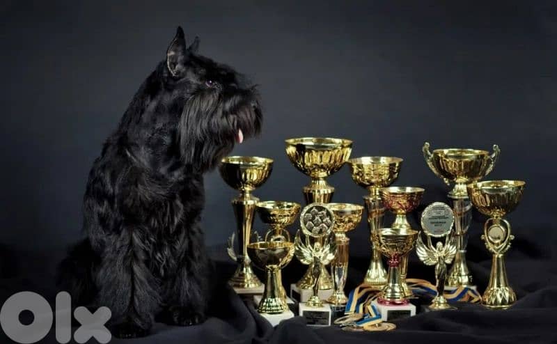 European Miniature Schnauzer 4