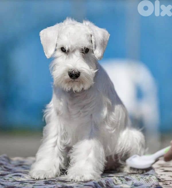 European Miniature Schnauzer 5