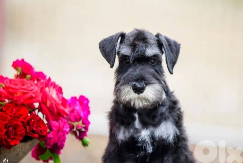European Miniature Schnauzer 6