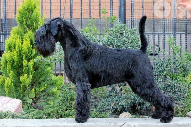 European Miniature Schnauzer 7