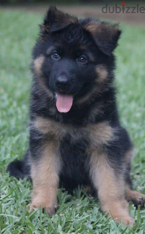 German shepherd puppies/ dog كلاب 0