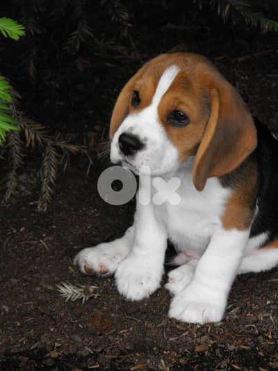 Beagle Puppies in Store/ dog كلاب