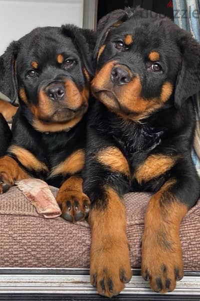 imported Rottweiler Puppy Dog كلاب