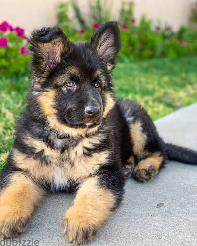 German Shepherd Showline Puppies/ dog كلاب